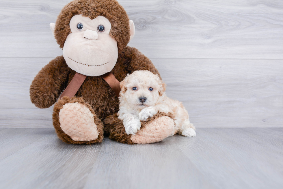 Little Maltese Poodle Poodle Mix Puppy