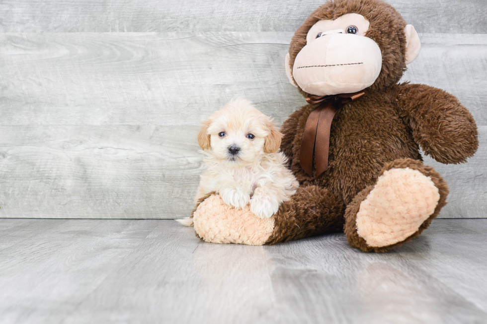 Maltipoo Puppy for Adoption