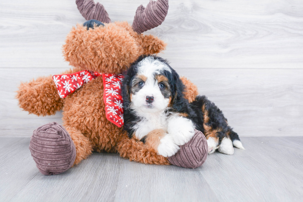 Sweet Mini Bernedoodle Baby