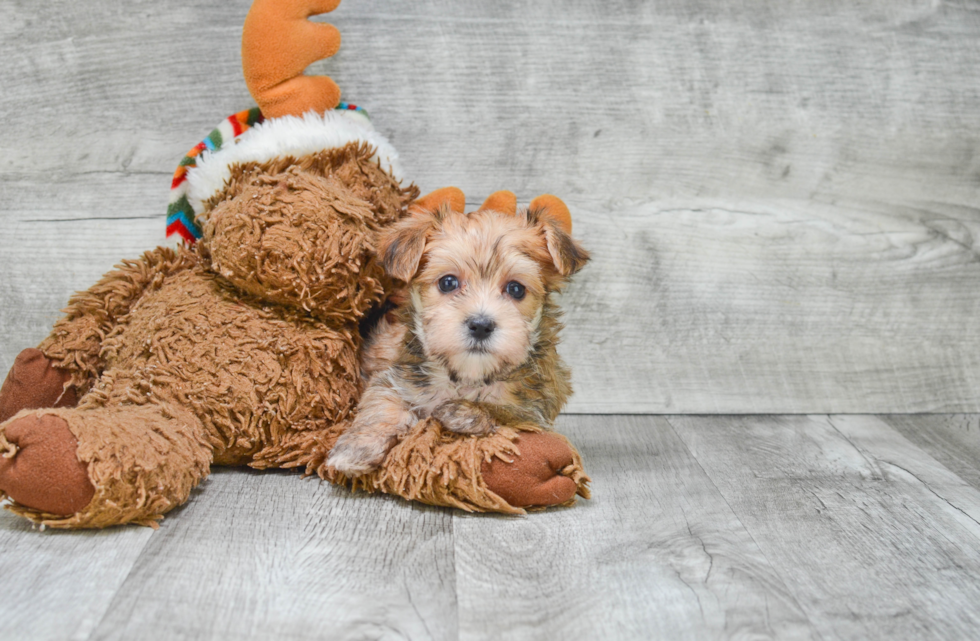 Morkie Pup Being Cute