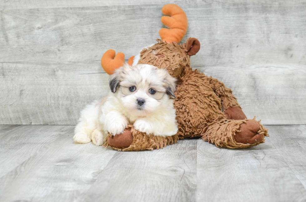 Teddy Bear Pup Being Cute