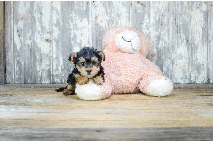 Yorkie Poo Puppy for Adoption