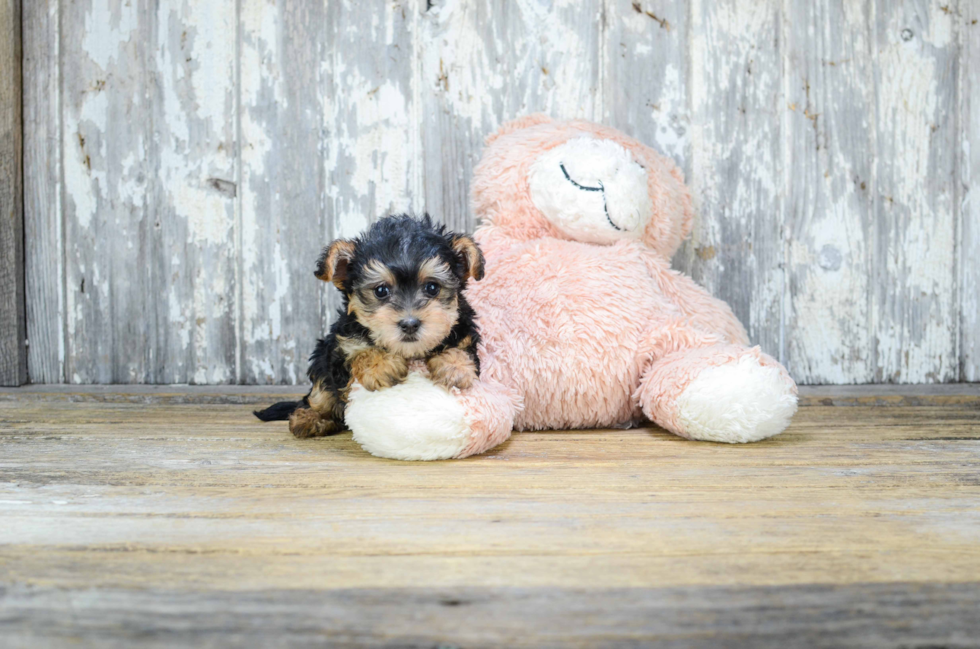 Yorkie Poo Puppy for Adoption