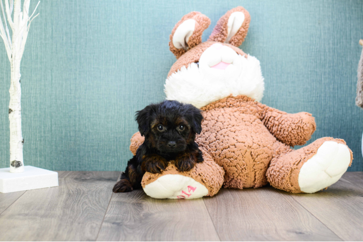 Yorkie Poo Puppy for Adoption