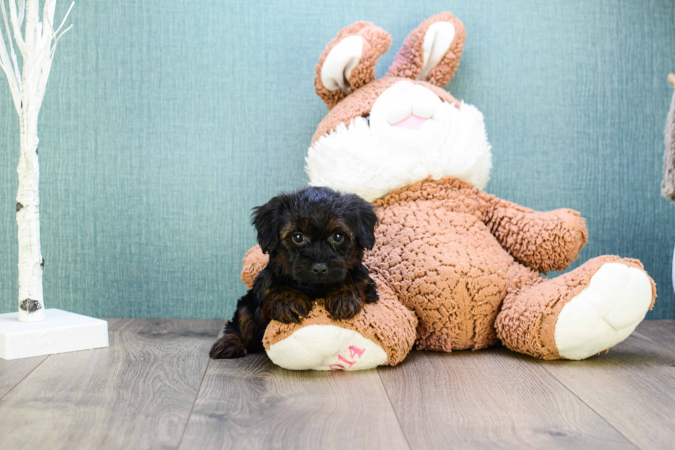 Yorkie Poo Puppy for Adoption
