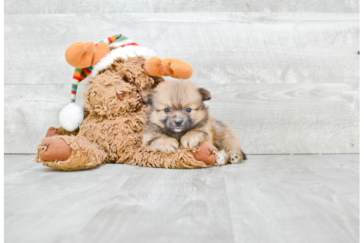 Pomeranian Pup Being Cute