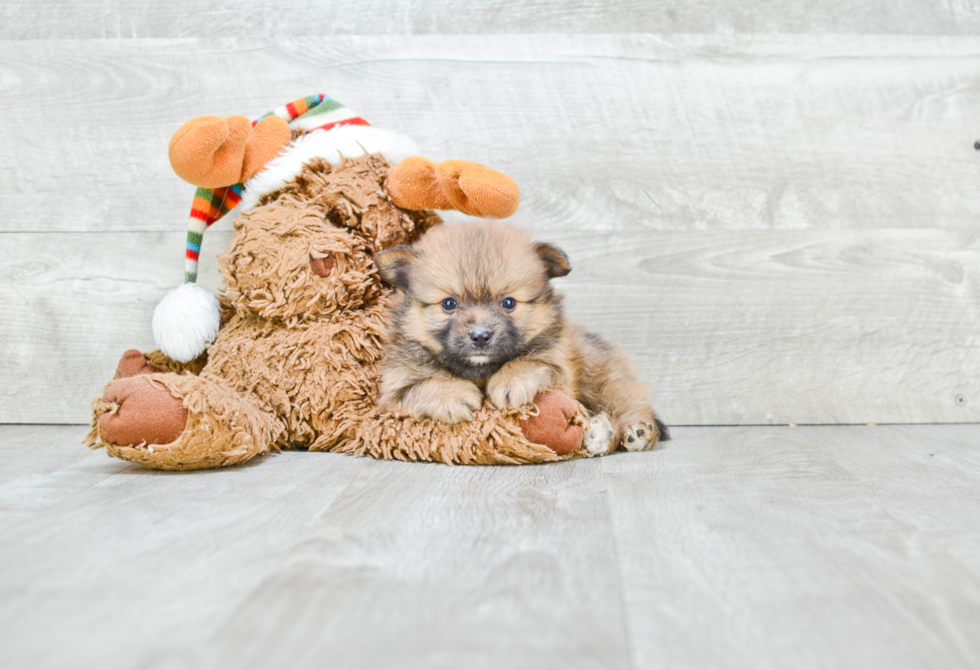 Pomeranian Pup Being Cute