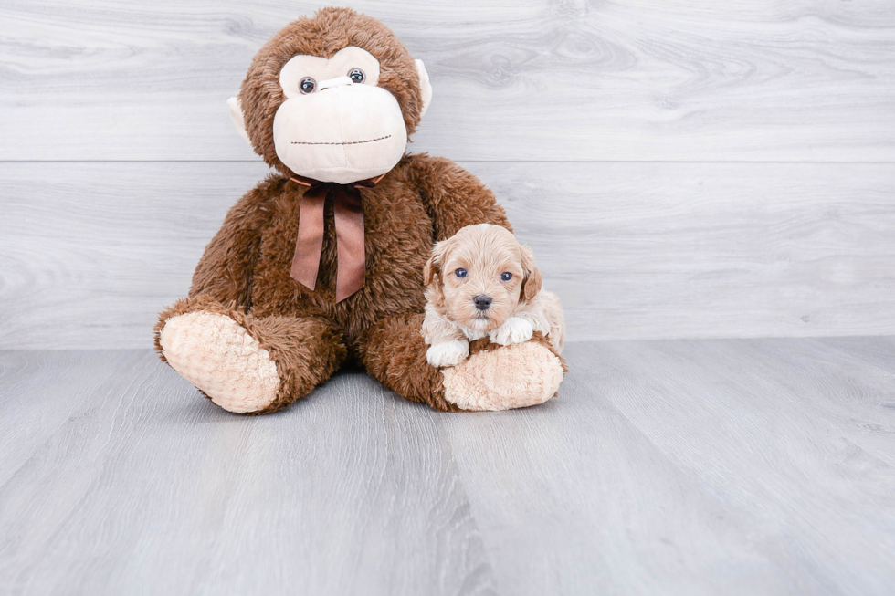 Popular Maltipoo Poodle Mix Pup