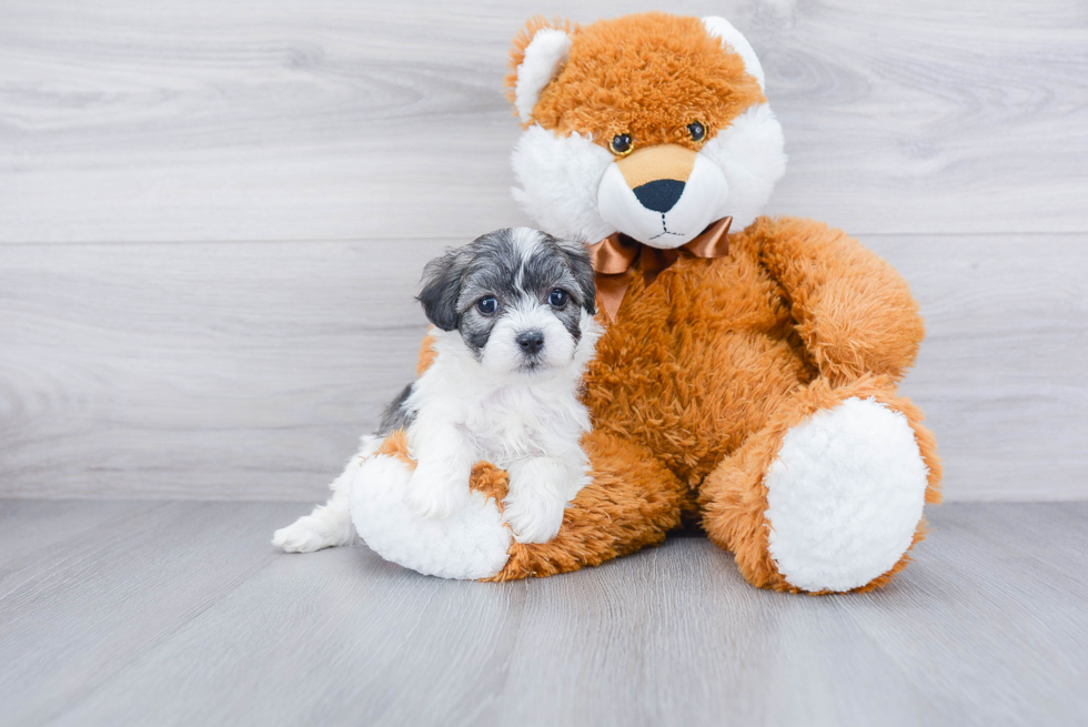 Maltipoo Pup Being Cute