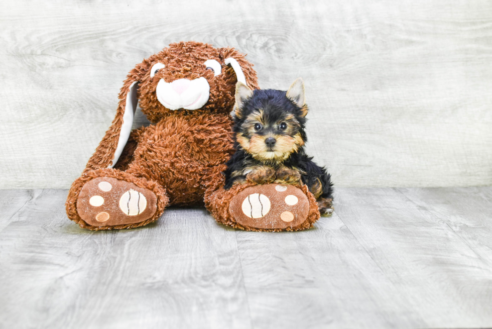 Meet Ronaldo - our Yorkshire Terrier Puppy Photo 