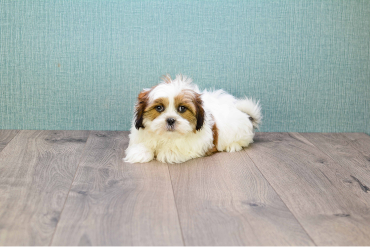 Best Shih Tzu Baby