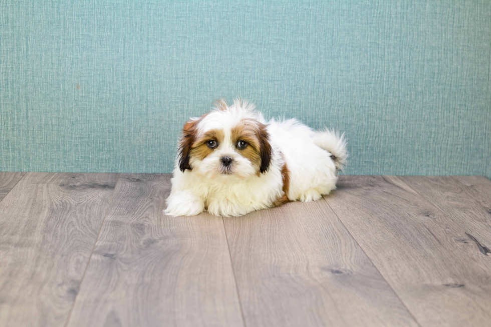 Best Shih Tzu Baby