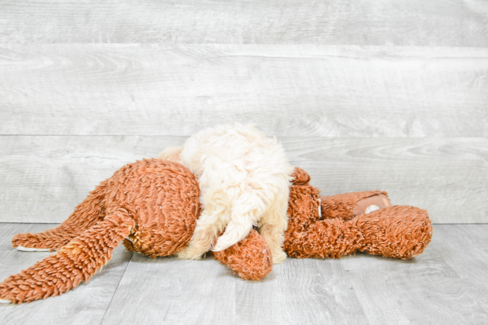 Maltipoo Pup Being Cute