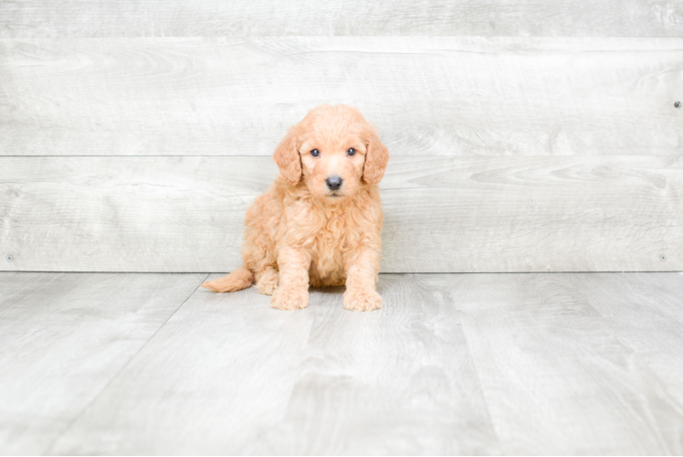 Mini Goldendoodle Pup Being Cute