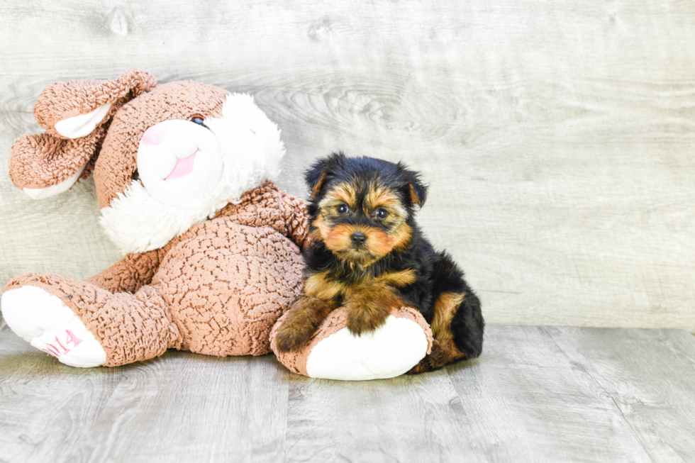 Meet Mandy - our Yorkshire Terrier Puppy Photo 