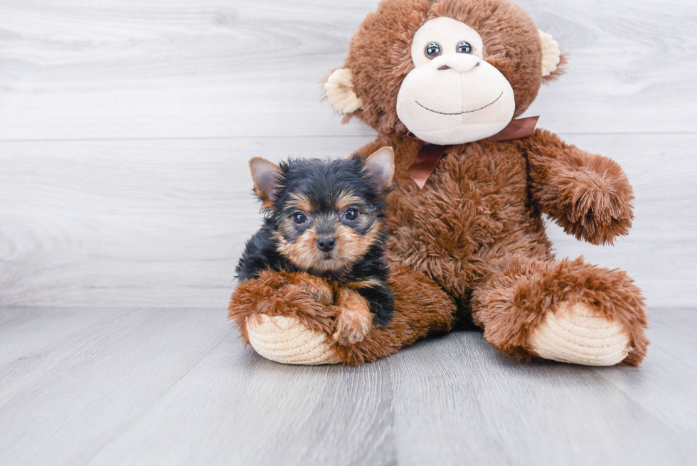Meet Steph - our Yorkshire Terrier Puppy Photo 