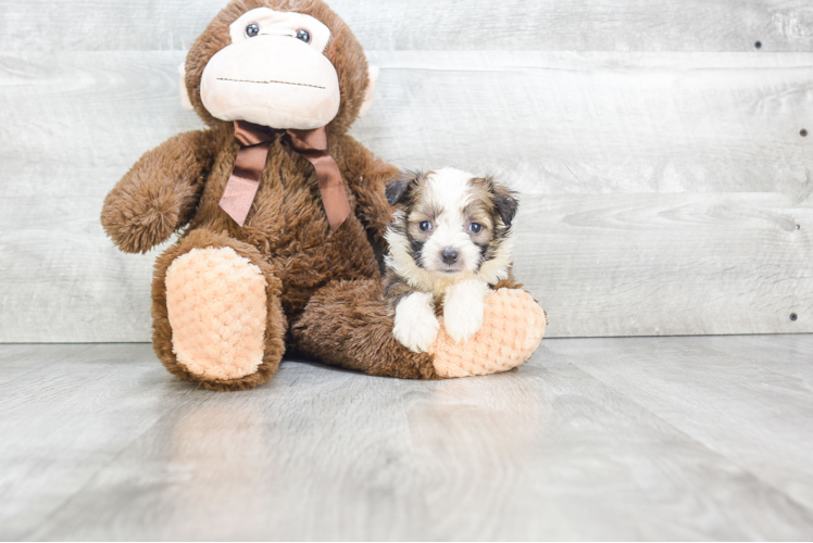 Energetic Aussiepoo Poodle Mix Puppy