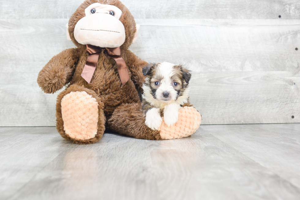Energetic Aussiepoo Poodle Mix Puppy