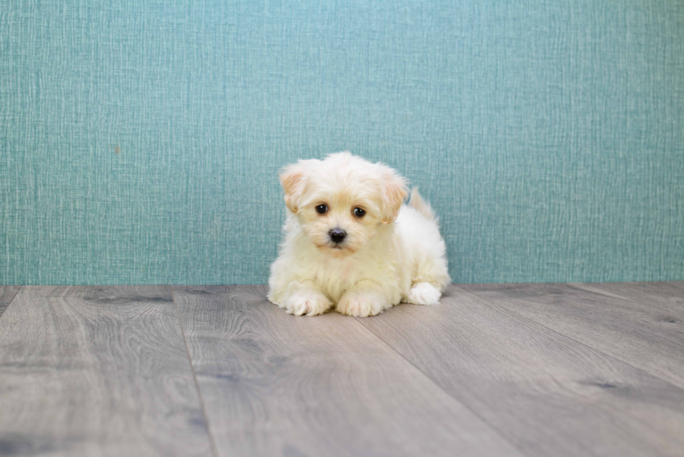 Maltipoo Puppy for Adoption