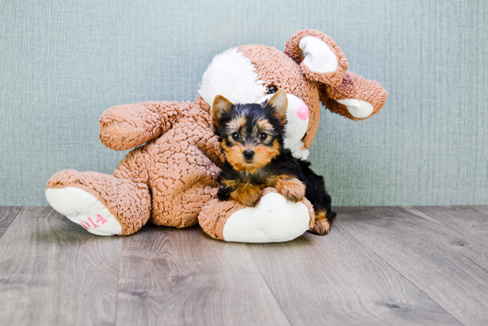 Meet Tinkerbell - our Yorkshire Terrier Puppy Photo 