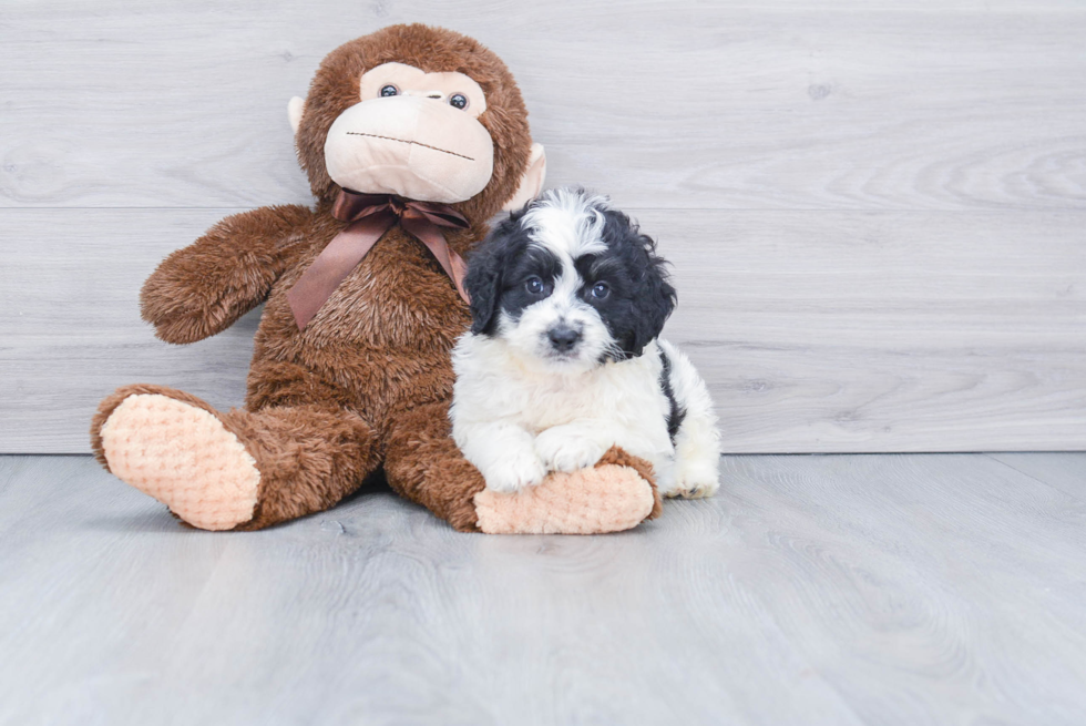 Little Bernadoodle Poodle Mix Puppy