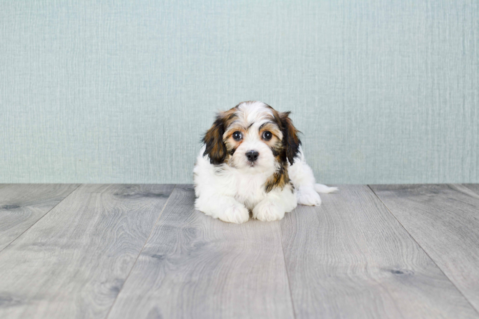 Fluffy Cavachon Designer Pup