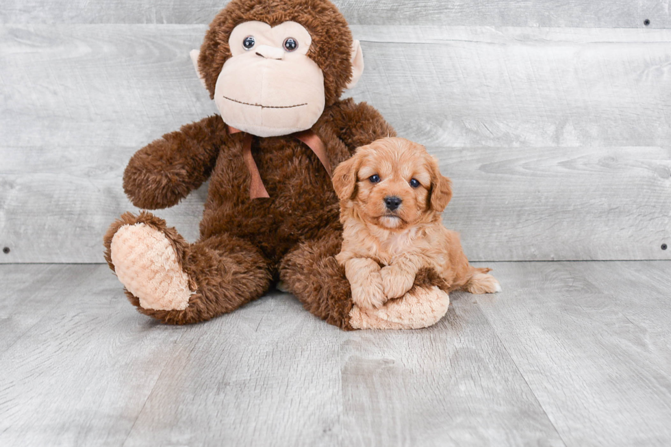 Best Cavapoo Baby