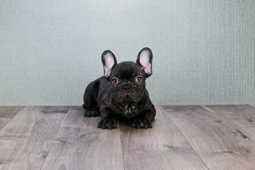 Little French Bulldog Purebred Pup