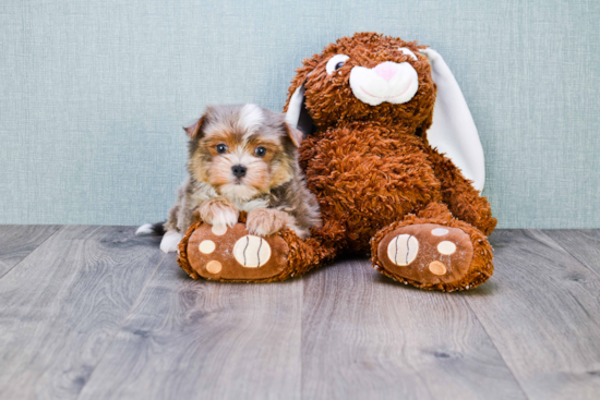 Hypoallergenic Yorkie Designer Puppy