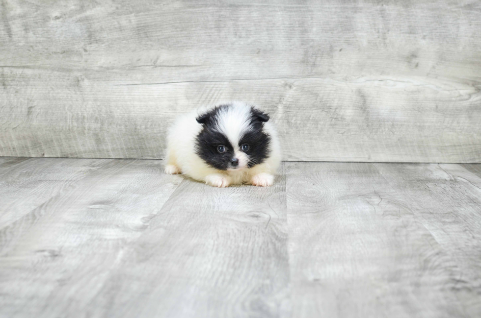 Sweet Pomeranian Purebred Puppy