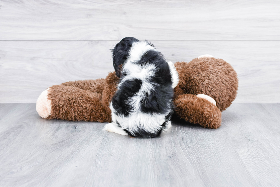 Friendly Cavalier King Charles Spaniel Purebred Pup