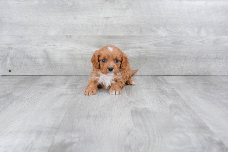 Cavapoo Puppy for Adoption