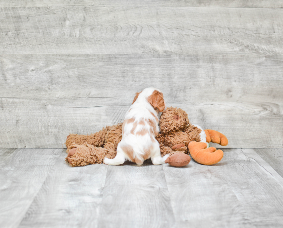 Little Cavalier King Charles Spaniel Purebred Pup