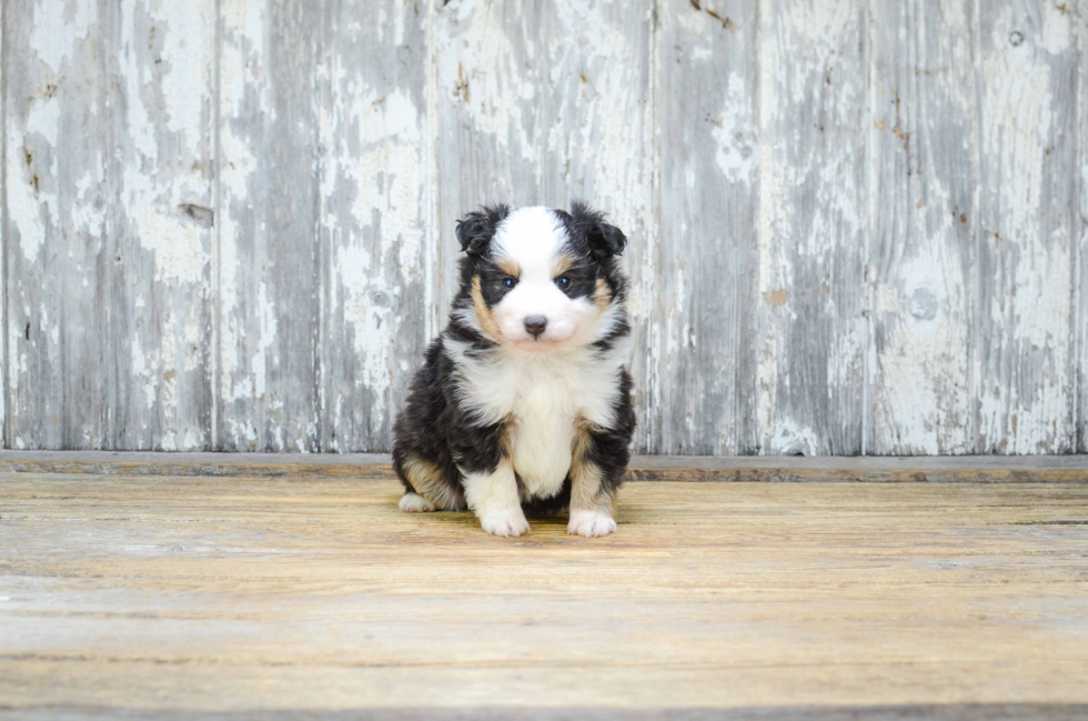 Little Aussiepoo Poodle Mix Puppy