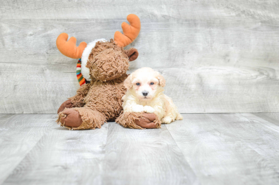 Maltipoo Pup Being Cute