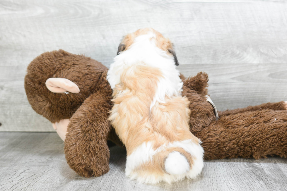 Teddy Bear Pup Being Cute