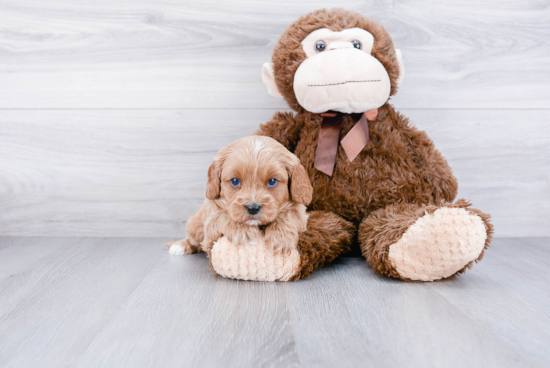 Cavapoo Pup Being Cute