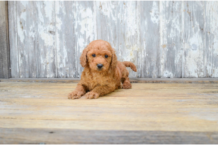 Best Mini Goldendoodle Baby