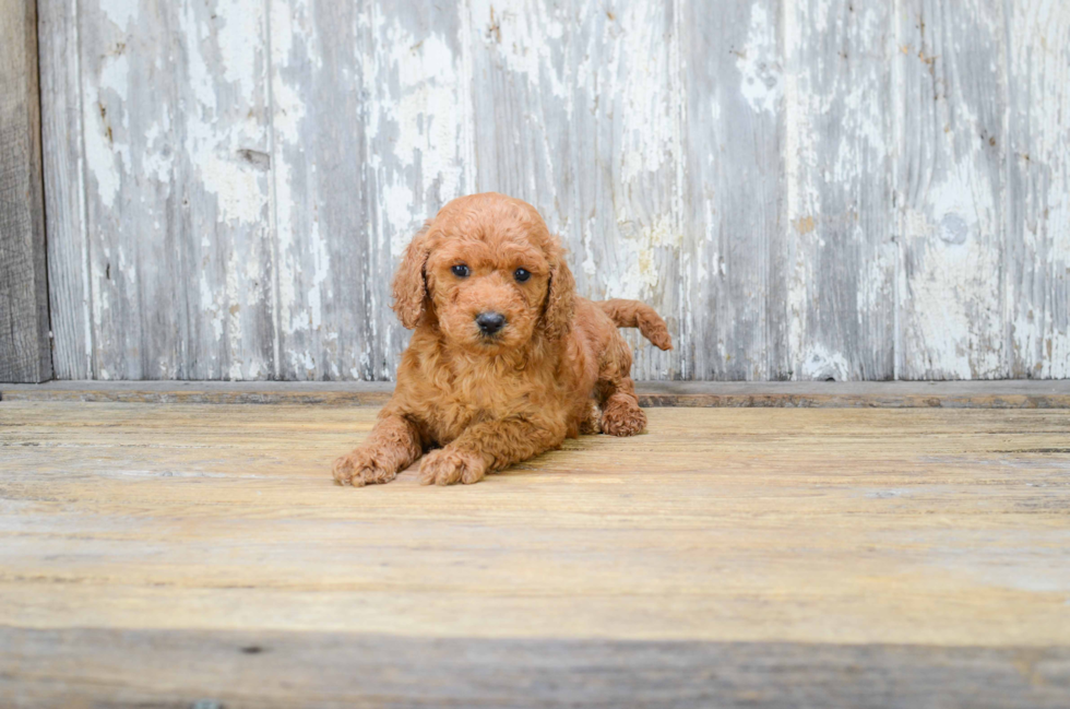 Best Mini Goldendoodle Baby