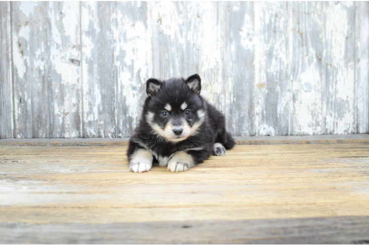 Cute Pomsky Baby