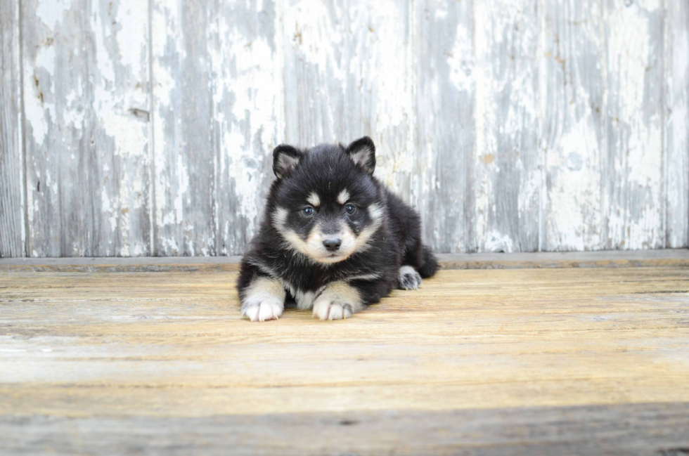 Cute Pomsky Baby