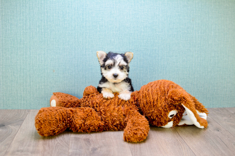 Best Morkie Baby