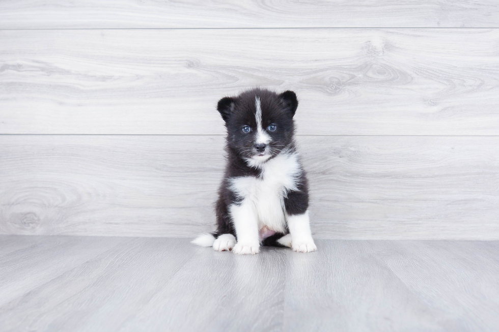 Petite Pomsky Designer Pup