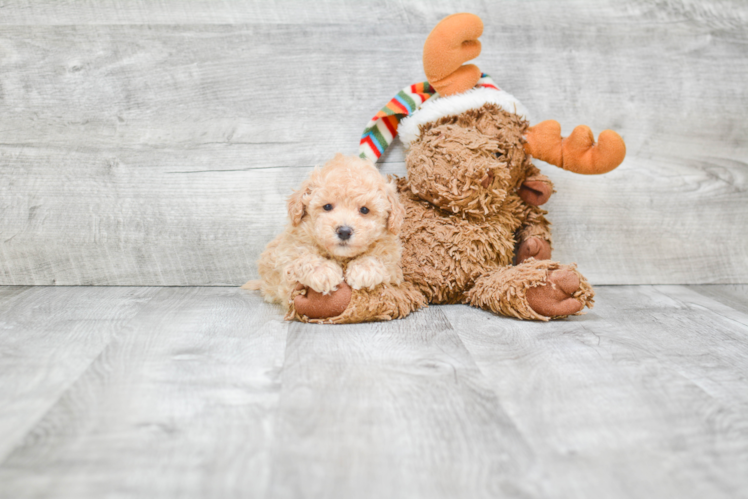 Maltipoo Puppy for Adoption