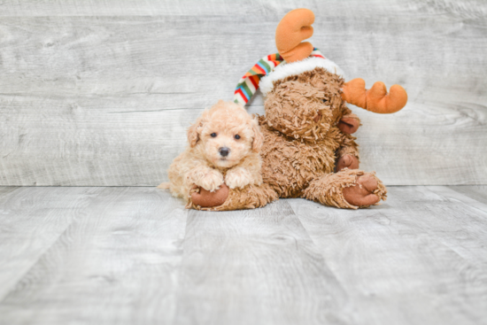 Maltipoo Puppy for Adoption