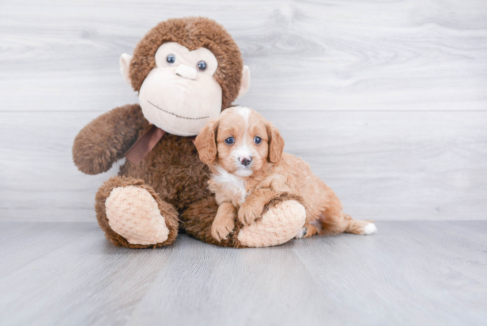 Fluffy Cavapoo Poodle Mix Pup