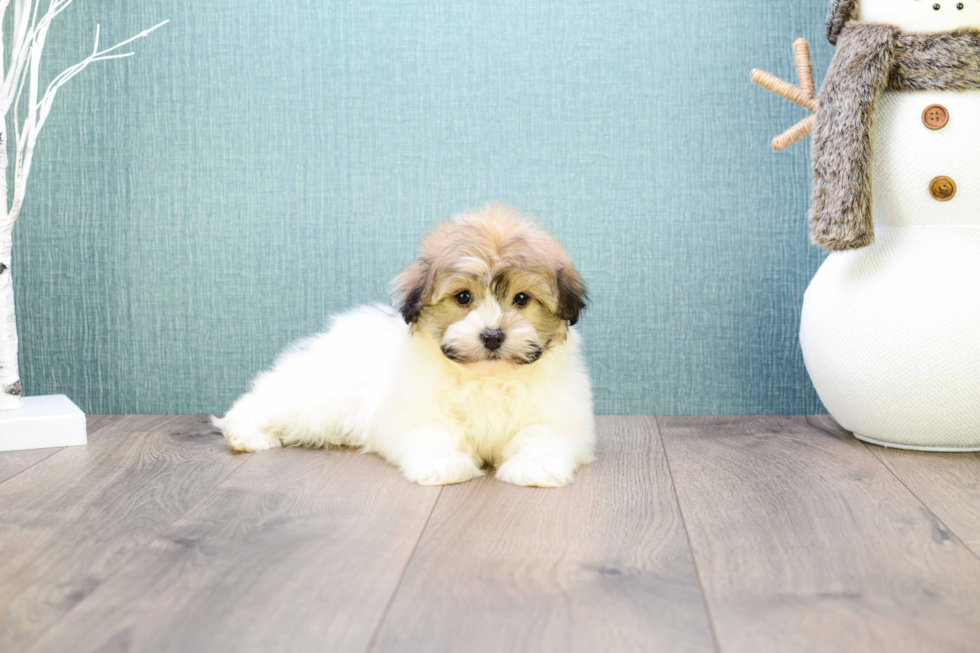 Popular Havanese Baby