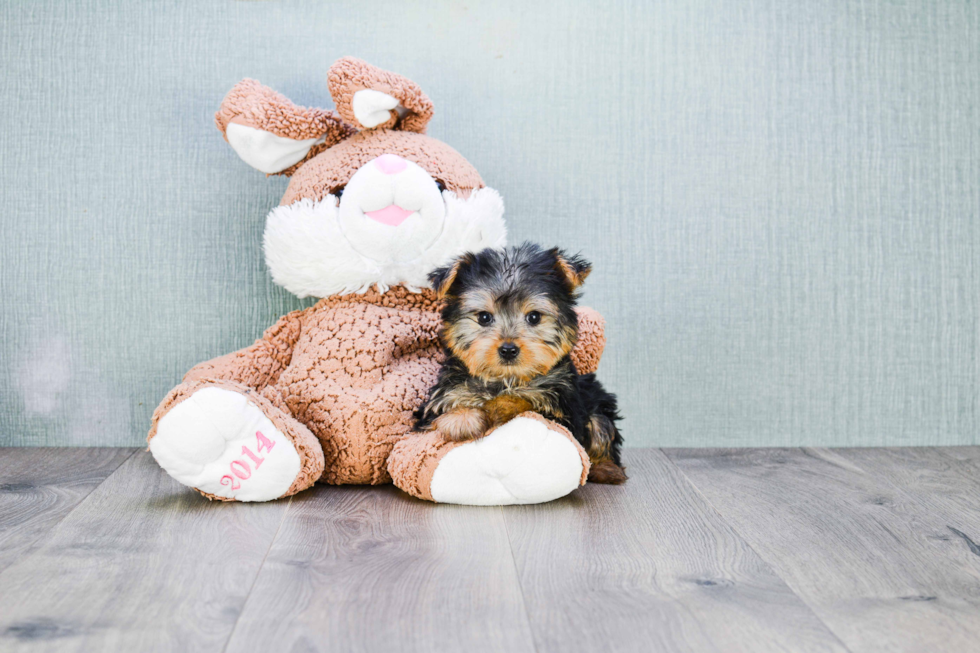 Meet Avery - our Yorkshire Terrier Puppy Photo 