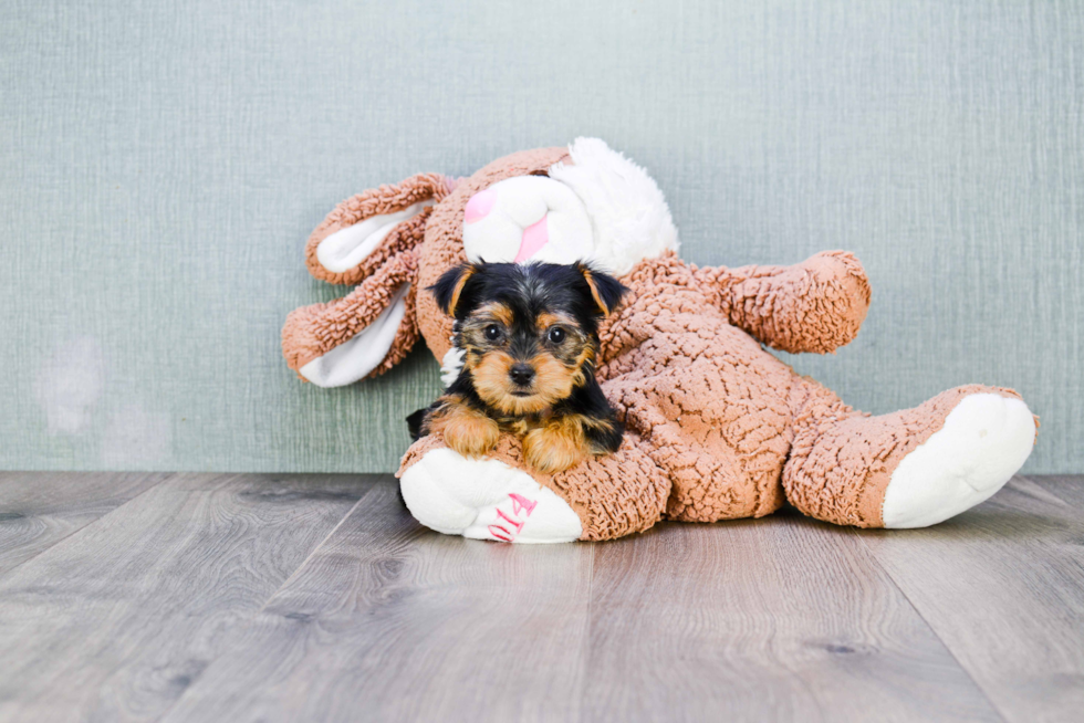 Meet Izzie - our Yorkshire Terrier Puppy Photo 