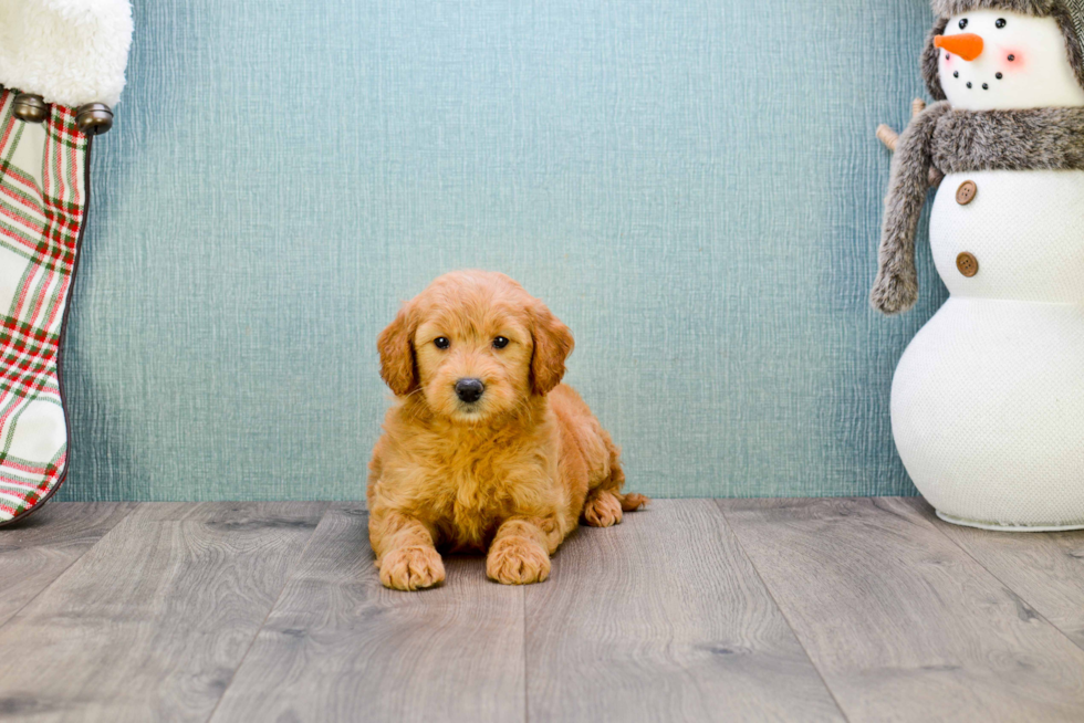 Mini Goldendoodle Pup Being Cute